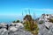 View from Table Mountain National Park to Cape Town and the flower Watsonia tabularis, a bud of red-pink flower growing on a rock,