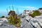 View from Table Mountain National Park to Cape Town and the flower Watsonia tabularis, a bud of red-pink flower growing on a rock,