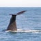 View on the tail of a large sperm whale in Kaikoura, when he started his dive into the water just after taking in oxygen.