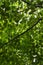 A view taken from below into the green canopy of a tree