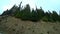 View of a tall green forest from a moving car.