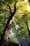 View of tall London Plane tree looking up into leaf canopy in the Autumn