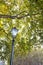 View of tall London Plane tree looking up into leaf canopy in the Autumn