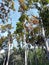 View of tall mahogany trees towering in a villageï¿¼