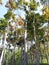 View of tall mahogany trees towering in a villageï¿¼