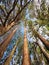 View of tall Oak trees against the sky at Oak Glen Preserve