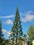 The view of tall pine trees is so beautiful against the blue sky background.