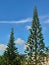 The view of tall pine trees is so beautiful against the blue sky background.