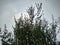 view of tall plants in the morning similar to forest view