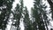 A view on tall spruce trees in deep green forest. Camera moves upwards.