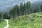 View of tall, spruce trees in the forest against the backdrop of mountains