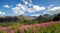 View of the Tatras mountains and colorful flowers in Gasienicowa valley