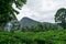 View of the tea fields under the rocky mountains Little Adam`s Peak, Ella, Sri Lanka