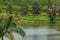 The view at the tea pantation of Bois Cheri, at the paradise island of Mauritius.