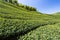 View of tea plantation in the mountaintop