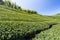 View of tea plantation in the mountaintop