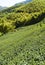 View of tea plantation in the mountaintop