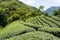 View of tea plantation in the mountaintop