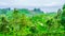 View on tea Plantation next to Haputale, Sri Lanka
