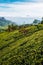 View of tea plantation, Sri Lanka. Landscape of green fields of tea with mountains on background. Lipton`s Seat