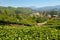 View of tea plantation valley in Munnar