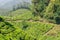 View on tea plantations, near Munnar