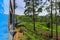 View of tea plantations from the train from Kandy to Ella