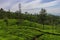 View of tea plantations from the train from Kandy to Ella