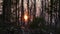 View of teak forest at sunset with the dried falling leaves on the ground.