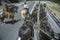 View of team of horses in wagon train