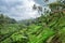 View of Tegallalang Rice Terrace