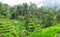 View of Tegallalang Rice Terrace