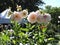 View of tender dahlias, lawn and trees in summer Tallinn