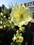 View of tender yellow mallow flowers in sunny garden