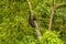 A view of termites nesting in a tree in Grenada