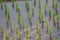 View Terraced Paddy Field in Mae-Jam Village, Chaingmai