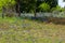 View of Texas wildflowers and a wire fence in spring