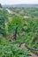 View from Tham Jang cave. Vang Vieng. Laos