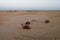 View of Thar desert in early morning,  Rajasthan, India. Dromedary, dromedary camel, Arabian camel, or one-humped camels are