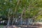 View of the Third Largest Banyan Tree in the World in Fort Myers, Florida