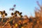 View of thistles at sunset in autumn