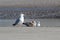 View on three gulls at the watt on the northern sea island juist germany