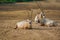 View of three Saharan oryx lying on the ground of Al Areen Wildlife Park in Bahrain