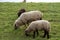 View on three sheeps feeding grass on a grass area under a cloudy sky in rhede emsland germany