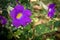 View of thunbergia erecta which is a herbaceous perennial climbing plant. Also known as bush clockvine, king`s-mantle and potato