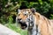 View of Tiger in a swiss zoo