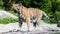 View of Tiger in a swiss zoo