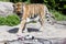 View of Tiger in a swiss zoo