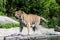 View of Tiger in a swiss zoo