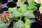 View of tiny mixed tropicals in small pots